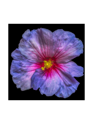 image LAND Digitaldruck auf Glas Hibiskusblüte in Blau und Rosa Blau | Schubiger Möbel