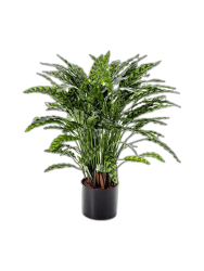 Lebensechte Kunstpflanze „Calathea“ Ø 75 x 88 cm Baq Design