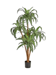 Lebensechte Kunstpflanze „Dracanea Branched“ Ø 55 x 150 cm Baq Design