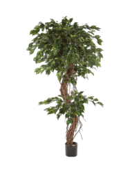 Lebensechte Kunstpflanze „Ficus Exotica Corkscrew XL“, verschiedene Grössen Baq Design