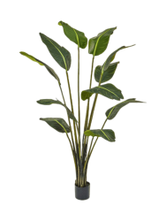 Lebensechte Kunstpflanze „Strelitzia Bird of Paradise“, Höhe 180 cm Baq Design