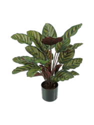 Lebensechte Kunstpflanze „Calathea Makoyana“, verschiedene Grössen Baq Design
