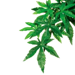 Exo Terra Rainforest Hanging Plants Abuliton, 15x43x3cm (1 Stk)