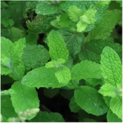 Magic Garden Seeds Rundblättrige Minze/Apfelminze Bio Saatgut (1 Stk)