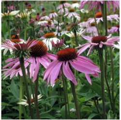 Magic Garden Seeds Roter Sonnenhut Bio Saatgut (1 Stk)