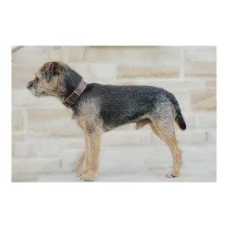 Eskadron Hundehalsband CRAFT Black Truffle
