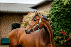 Horseware Halfter Signature Compeition - Brown/Blue Haze -  Grösse Halfter: Pony, Farbe: Brown/Blue Haze