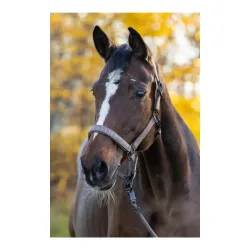 Covalliero Halfter H/W 2026 Milky Chocolate