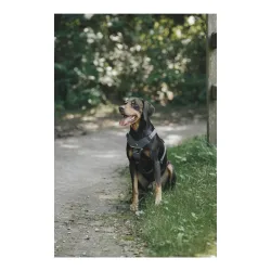 Eskadron Hundegeschirr MOTION REFLECT Anthra