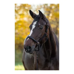Covalliero Halfter H/W 2026 Schwarz