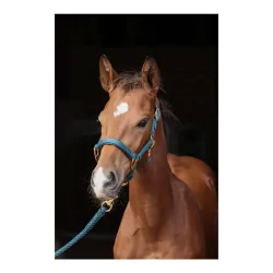 Kerbl Fohlenhalfter TopLine - Forest -  Grösse: One Size, Farbe: Forest