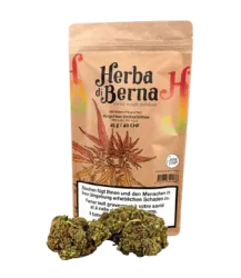 Mango Haze CBD Blüten Outdoor - 45g