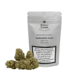 QUALICANN CBD Mundpflegeöl 10% (10ml)