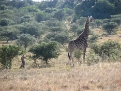 Amakhala Game Reserve - Bukela Game Lodge