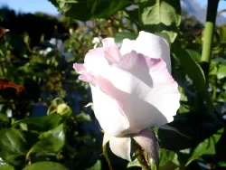 Queenstown House Boutique Bed & Breakfast and Apartments
