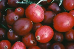 ARKOCAPS Cranberry Kapseln (150 Stk)