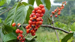 ARKOCAPS Guarana Bio Kapseln (130 Stk)