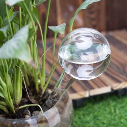 4er-Set Bewässerungskugeln aus Glas, transparent, Ø 6 x H 15 cm