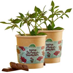 2er-Set Schokoblumen Anzucht-Set im Becher