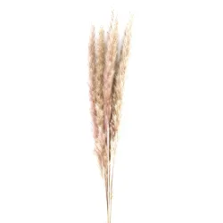 Pampasgras im 6er-Bund, Trockenblumen Deko in Vasen oder Gestecken, natur, 65 - 75 cm