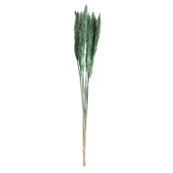 Pampasgras im 10er-Bund, Trockenblumen hübsche Deko in Vasen oder Gestecken, grün, 75 cm