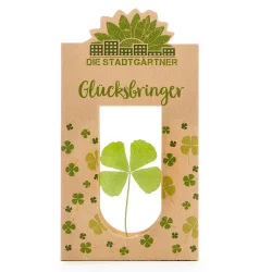 Glücksbringer, vierblättriges Kleeblatt hinter Glas