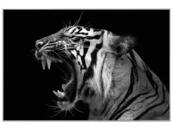 image LAND Bild mit Rahmen Fauchender Tiger  | Schubiger Möbel
