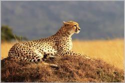image LAND Bild mit Rahmen Gepard  | Schubiger Möbel