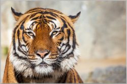 image LAND Bild mit Rahmen Tiger  | Schubiger Möbel