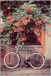 image LAND Bild mit Rahmen Fahrrad Unter Roten Blüten  | Schubiger Möbel