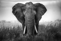 image LAND Alubild Großer Elefant  | Schubiger Möbel