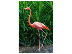 image LAND Digitaldruck auf Acrylglas Eleganter Flamingo  | Schubiger Möbel