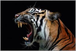 image LAND Bild mit Rahmen Fauchender Tiger  | Schubiger Möbel