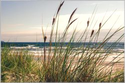 image LAND Bild mit Rahmen Seegras  | Schubiger Möbel