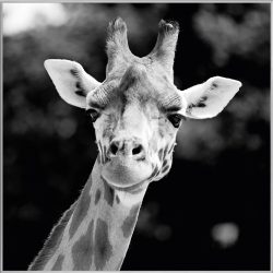 image LAND Bild mit Rahmen Giraffe  | Schubiger Möbel