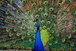 image LAND Alubild Stolzer Pfau  | Schubiger Möbel