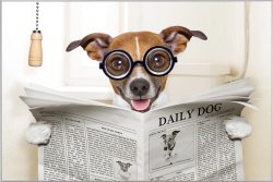 image LAND Bild mit Rahmen Hund mit Zeitung  | Schubiger Möbel