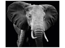 image LAND Alubild Majestätischer Elefant  | Schubiger Möbel