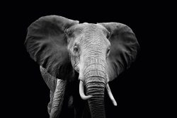 image LAND Alubild Majestätischer Elefant  | Schubiger Möbel