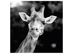 image LAND Digitaldruck auf Acrylglas Giraffe  | Schubiger Möbel
