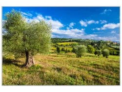 image LAND Bild mit Rahmen Hübsche Toskanische Landschaft  | Schubiger Möbel