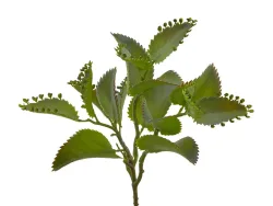 Edg Kunstpflanze Kalanchoe Hellgrün H: 25 cm  | Schubiger Möbel