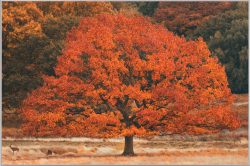 image LAND Bild mit Rahmen Herbstbaum  | Schubiger Möbel