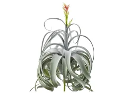Edg Tillandsia Grün H: 60 cm Grün | Schubiger Möbel