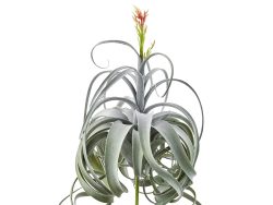 Edg Tillandsia Grün H: 60 cm Grün | Schubiger Möbel
