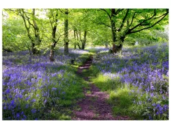 image LAND Alubild Wald mit Lavendel 1  | Schubiger Möbel