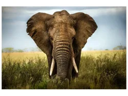 image LAND Digitaldruck auf Acrylglas Grosser Elefant  | Schubiger Möbel