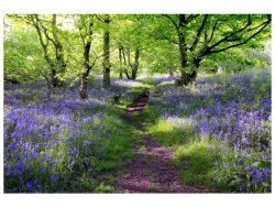 image LAND Digitaldruck auf Glas Wald mit Lavendel 1  | Schubiger Möbel