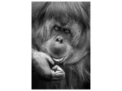 image LAND Alubild Orang-Utan  | Schubiger Möbel