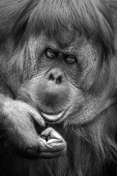 image LAND Alubild Orang-Utan  | Schubiger Möbel